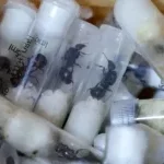 Kenya : un ressortissant chinois arrêté pour trafic de fourmis reines