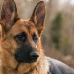 Bénin : après l'élève de la classe de 6è, un cultivateur décède d'une morsure de chien à Toffo