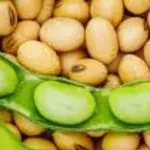 Bénin : le gouvernement fixe les conditions de commercialisation du soja pour la campagne 2025-202