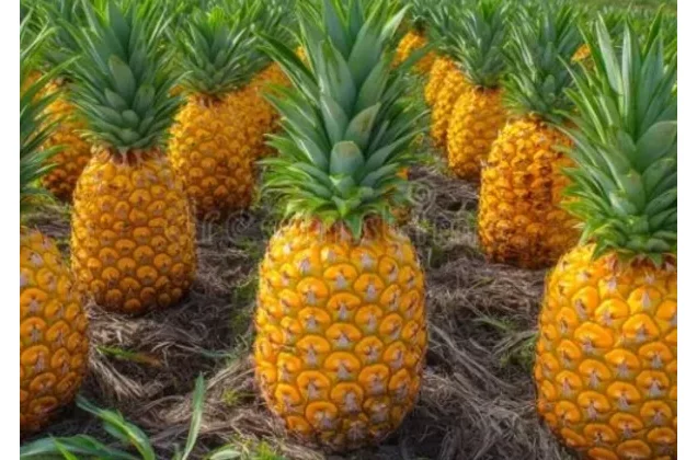 Bénin : en pleine négociation de vente d'un champ d'ananas d'autrui, ils ont été arrêtés