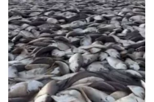 Abomey-Calavi : l'odeur de poissons avariés asphyxie la population de Tokpa-Zoungo