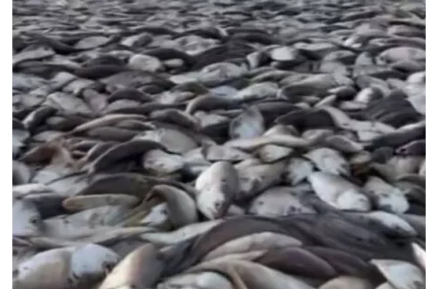 Abomey-Calavi : l'odeur de poissons avariés asphyxie la population de Tokpa-Zoungo