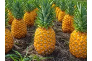 Bénin : en pleine négociation de vente d'un champ d'ananas d'autrui, ils ont été arrêtés