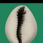 L'état de droit et liberté démocratique : voici la vision du duo Hounkpè-Hounwanou