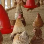 Couffo : un poulain vidé au lendemain de la Nativité à Klouékanmey 