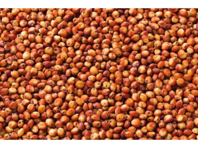  l'ANAN invite les ménages à consommer le sorgho rouge pour une meilleure santé