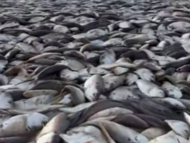 Abomey-Calavi : l'odeur de poissons avariés asphyxie la population de Tokpa-Zoungo